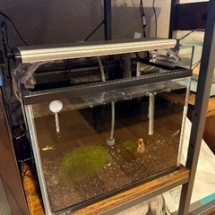 熱帯魚とアクアセット一式の画像