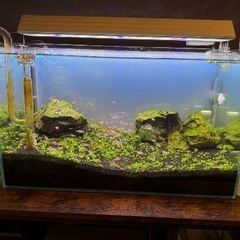 熱帯魚とアクアセット一式の画像