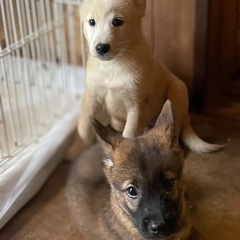 10/19(土)保護犬猫 譲渡会のお知らせ【松山市】 - 松山市