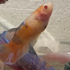 ベタ　ショーベタ　多色　画像個体販売の画像