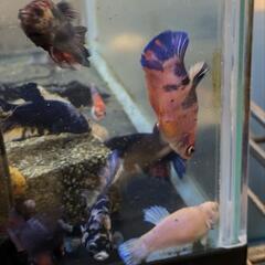 ベタ　ショーベタ　多色　画像個体販売の画像