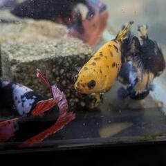 ベタ　ショーベタ　多色　画像個体販売の画像