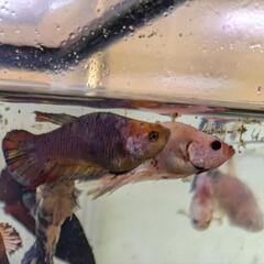 ベタ　ショーベタ　多色　画像個体販売の画像