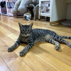 キジトラ9ヶ月(男の子)