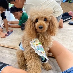 まだ2歳の元気なかわいい甘えっ子な男の子
