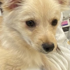 マルチーズとポメラニアンのMIXちゃん