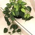 ランキングキーワードに紐づく投稿画像-観葉植物