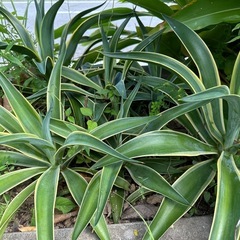アガベベネズエラ小苗1株の画像