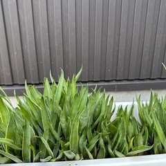 アガベベネズエラ小苗1株の画像