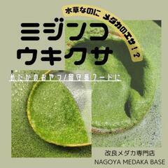 【人気】ミジンコウキクサ店頭販売‼️(⁠めだかの健康栄養食…