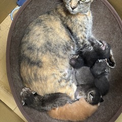 保護猫