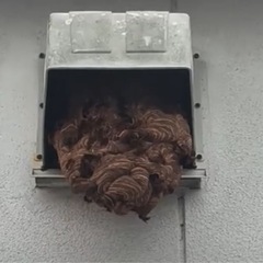 蜂駆除
