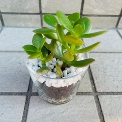 姫黄金花月　金のなる木　観葉植物　ハイドロカルチャー　多肉植物