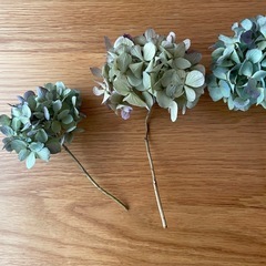 アジサイ　ドライフラワーの画像