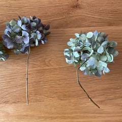 アジサイ　ドライフラワーの画像