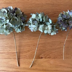 アジサイ　ドライフラワーの画像