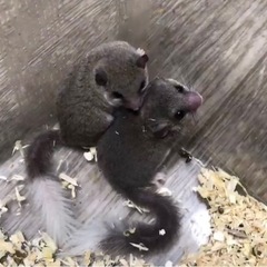 フクロモモンガ　リューシ　男の子2406 − 長野県