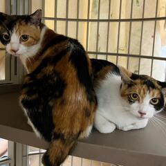 三毛猫姉妹