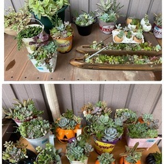 10月20日（日）多肉植物🌵めだか販売🐟掬い200円✨