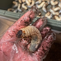 国産カブトムシ幼虫