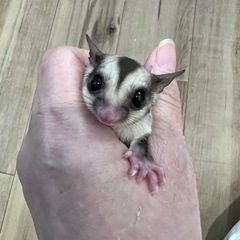 ノーマルhetクリミノ  男の子　ストロベリー血統