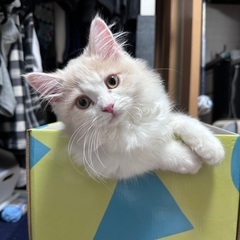 愛らしいな6月アカチャンサイベリアン「アガシ」ちゃんの家族になっ...