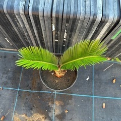 蘇鉄　ソテツ　 ガーデニング　植木　木　庭木　庭　No.2の画像