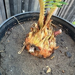 蘇鉄　ソテツ　 ガーデニング　植木　木　庭木　庭　No.2の画像