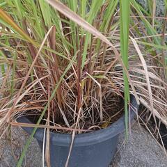 レモングラス鉢植えの画像
