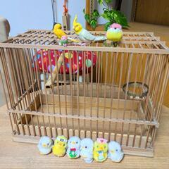 可愛い鳥かご〜🦜雑貨♪の画像