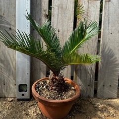 蘇鉄　ソテツ　 No.6　ガーデニング　植木　木　庭木　庭　植物 