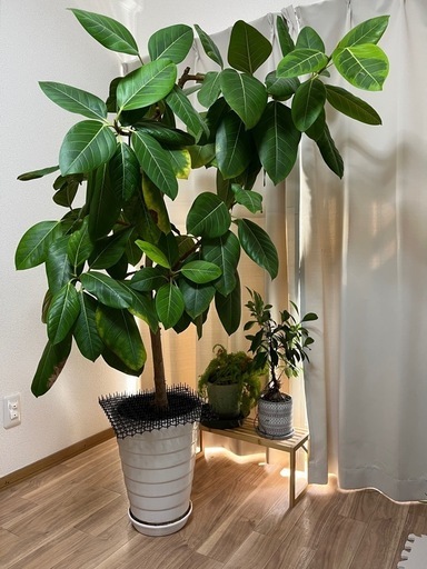 観葉植物　3個セット