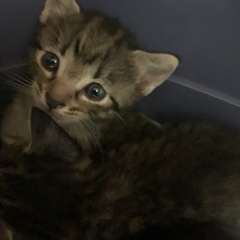 子猫の里親募集