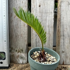 千葉県のソテツ 生活雑貨の中古が安い!激安で譲ります・無料で 千葉県のソテツ 生活雑貨の中古が安い!激安で譲ります・無料で