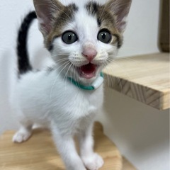 おっとり長男気質の新(あらた)くん。10月20日(日)姪浜の譲渡...