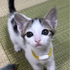 ちょっと控えめな女の子の楓(かえで)❤️10月20日(日)姪浜の...