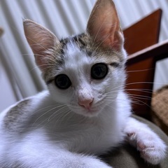 のんびりなお膝猫の椛(もみじ)❤️10月20日(日)姪浜の譲渡に...