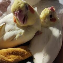 オカメインコルチノー里親募集