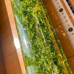 水草　パールグラス