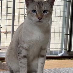 ◆その他必読❣️シャムミックス♂(1歳)塩顔イケメン✨です🥰