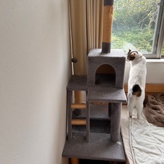 キャットタワーの画像