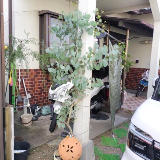 大きい　ユーカリの木