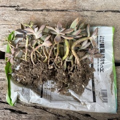 観葉植物の画像
