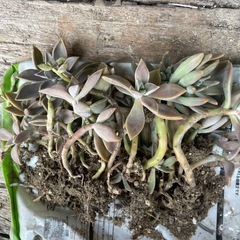 観葉植物