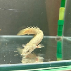 ポリプテルス　セネガルス　セミプラチナ　肉食魚の画像