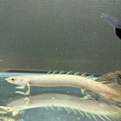 ポリプテルス　セネガルス　セミプラチナ　肉食魚