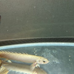 ポリプテルス　セネガルス　セミプラチナ　肉食魚の画像