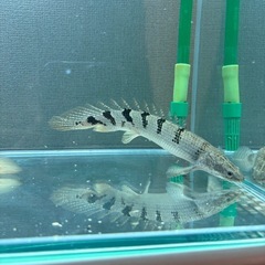 熱帯魚 食品の中古が安い！激安で譲ります・無料であげます