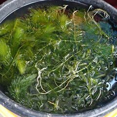 １１月末まで　今年最終　マツモ２００円で　無選別ノートリミング現...