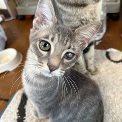 ◆その他必読❣️グレー縞柄のイケメン男子🐱 猫風邪克服してずっと...